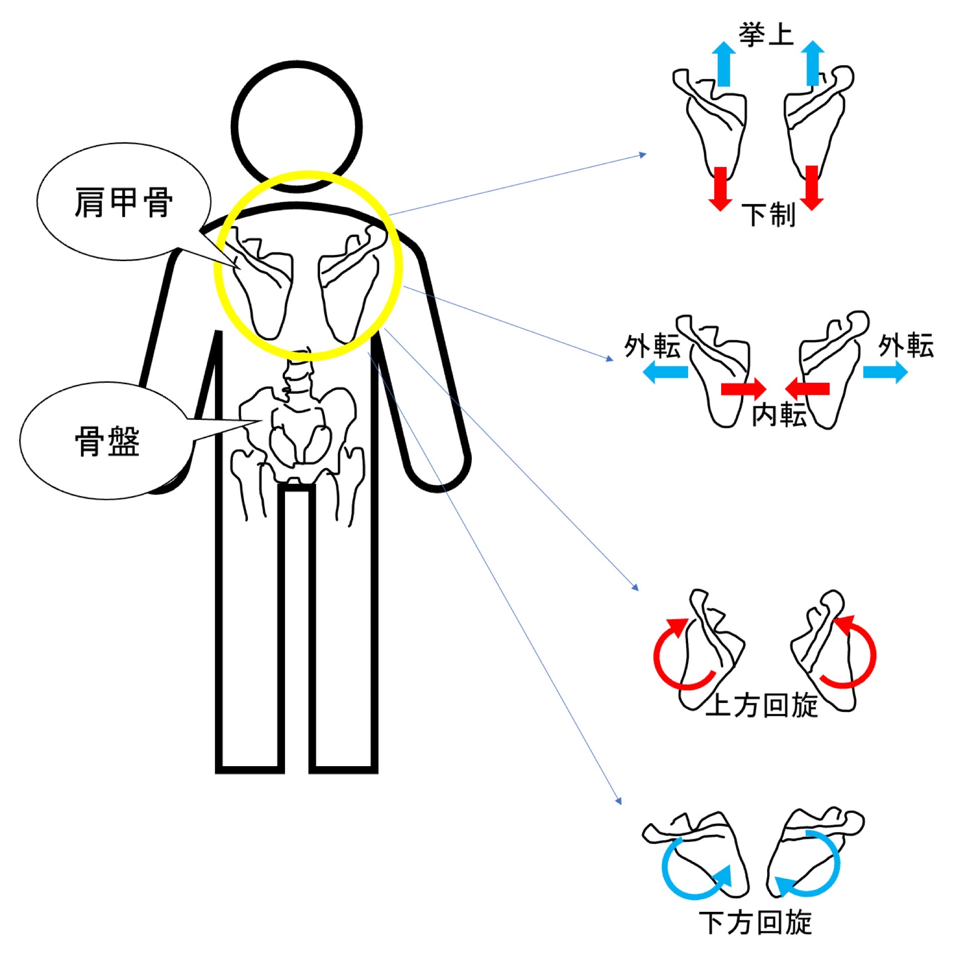 肩甲骨の動き