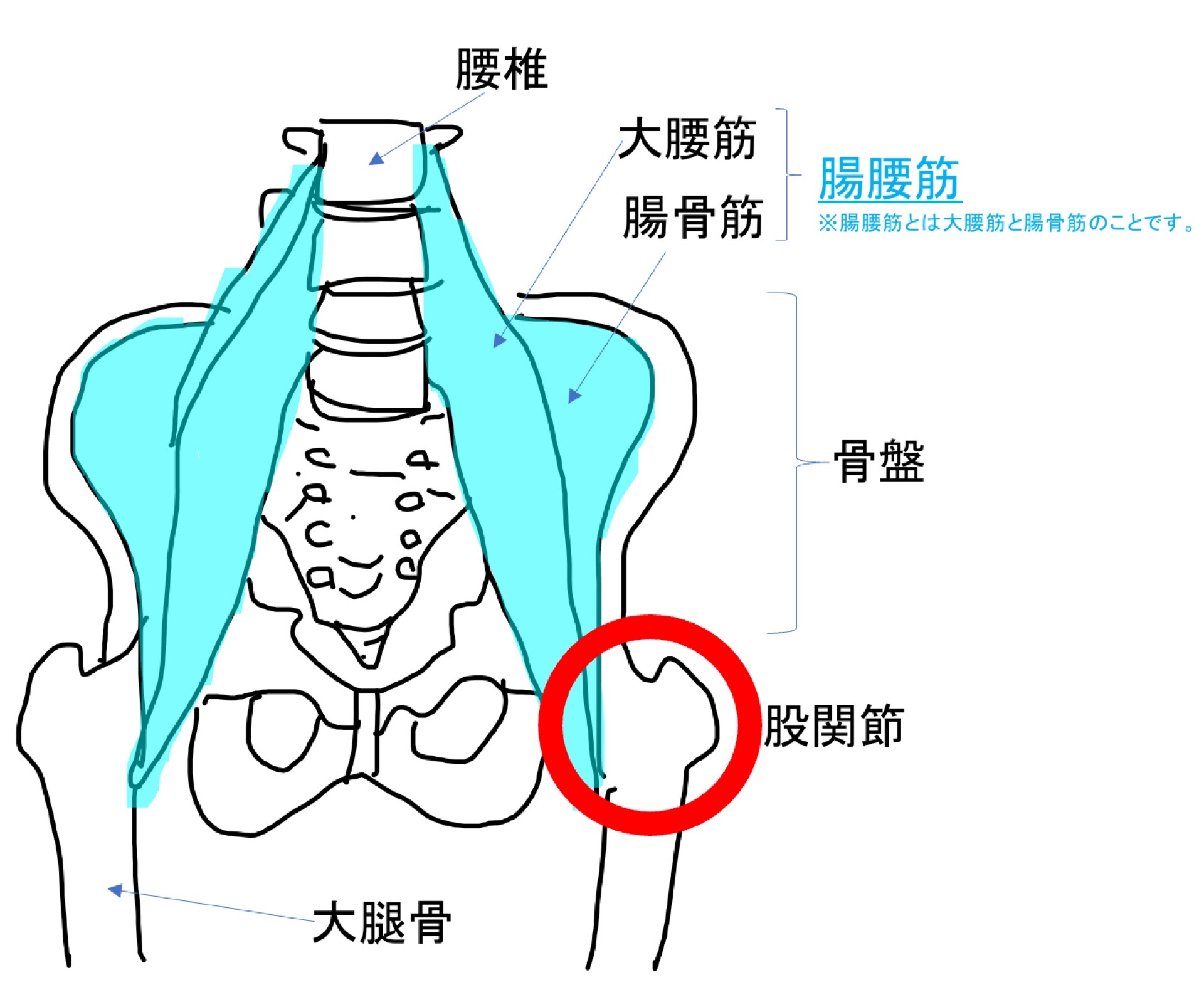 腸腰筋が腰椎、骨盤、股関節を支えているイメージ