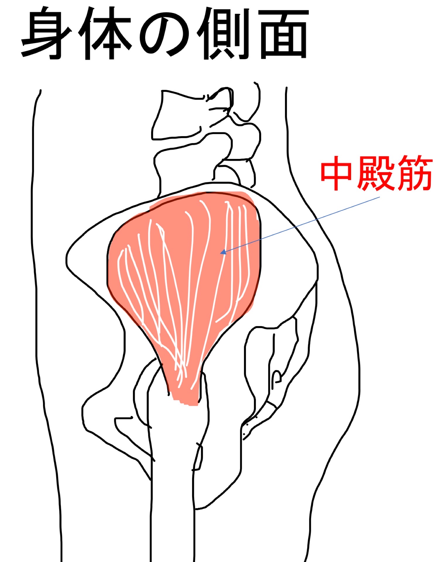 中殿筋