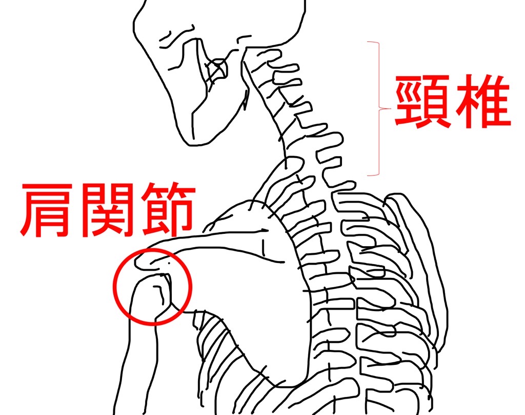 頸椎、肩関節