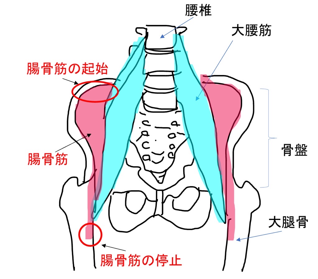 腸骨筋