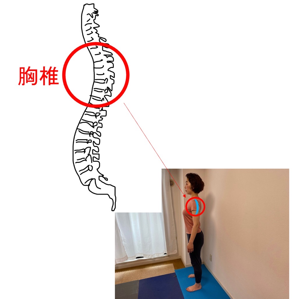 胸椎