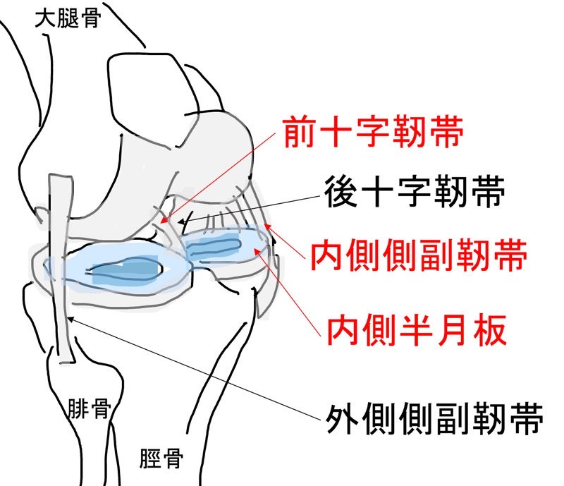 膝関節