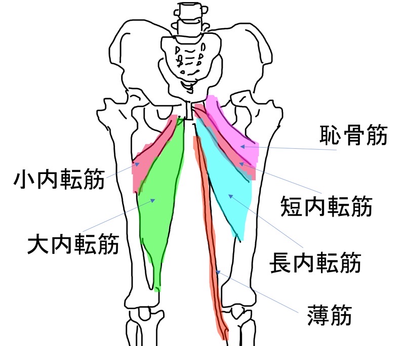 内転筋群