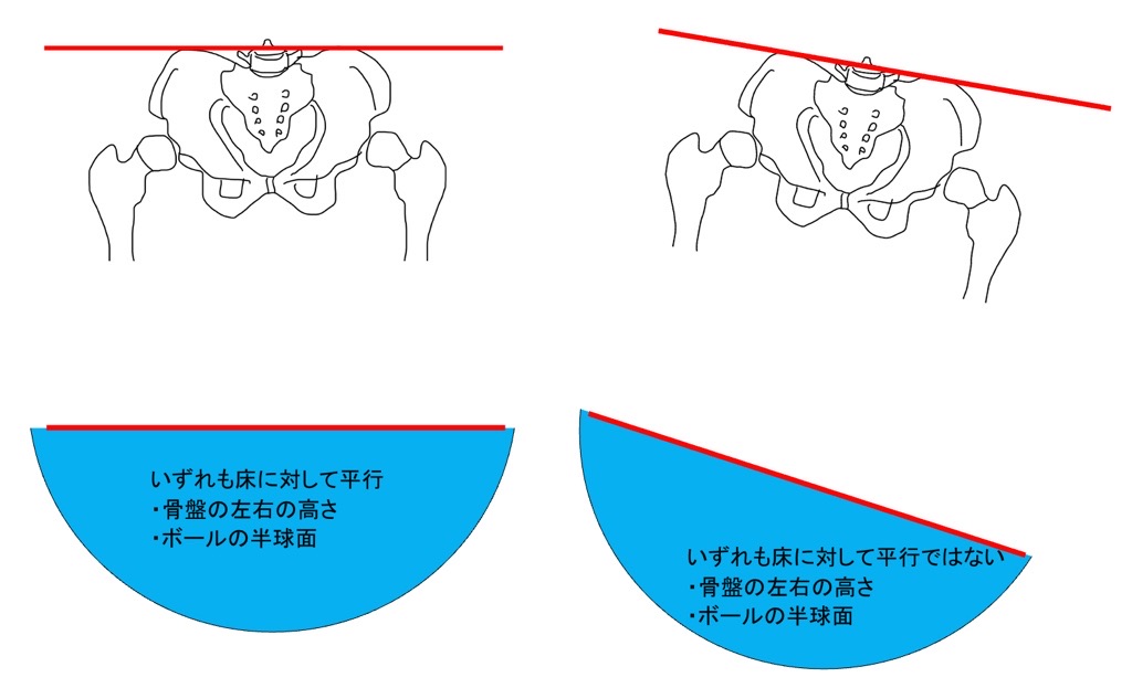 骨盤、股関節