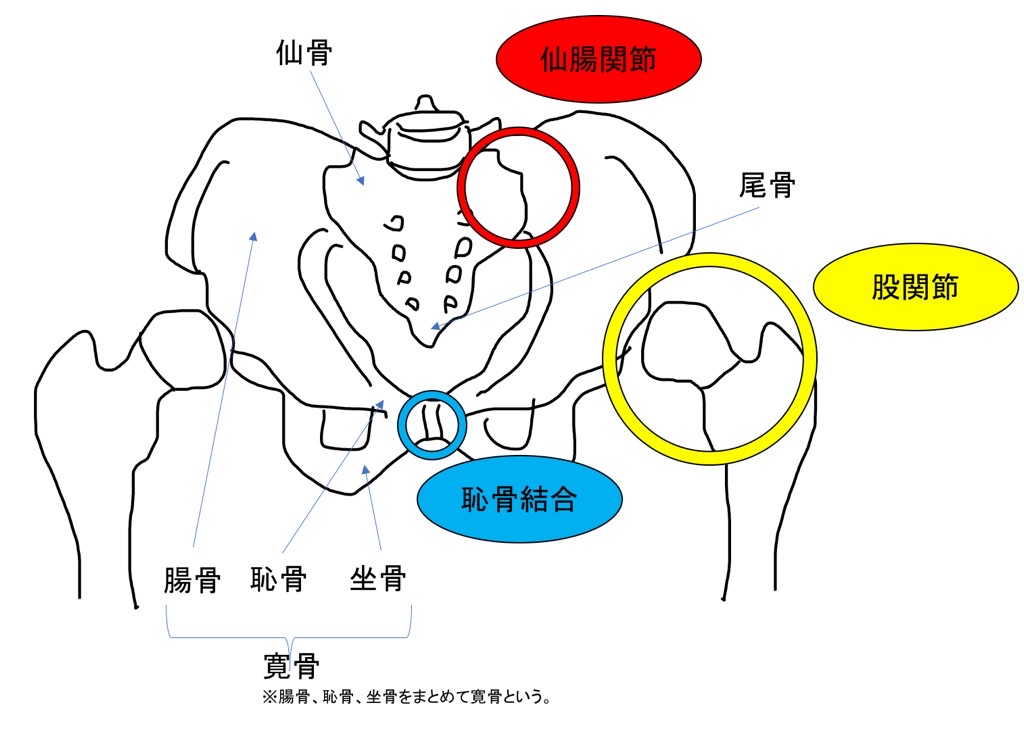 骨盤帯