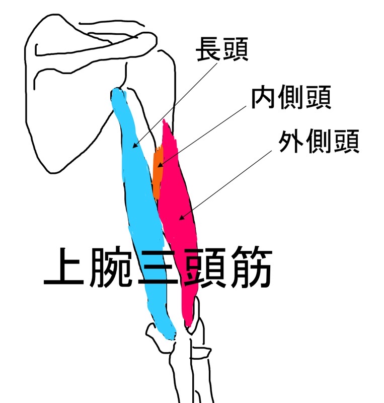 上腕三頭筋