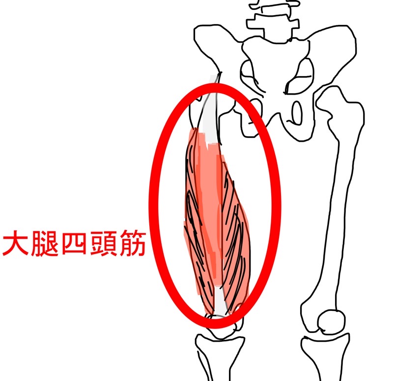 大腿四頭筋