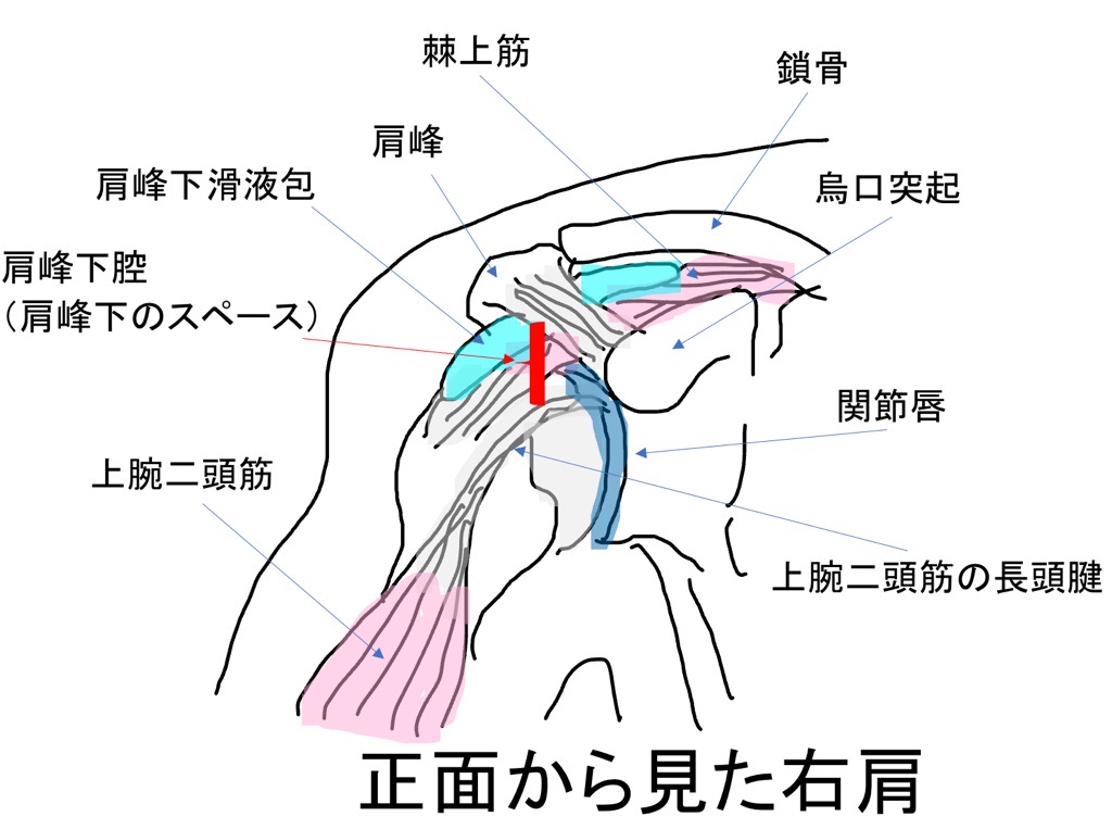 肩関節