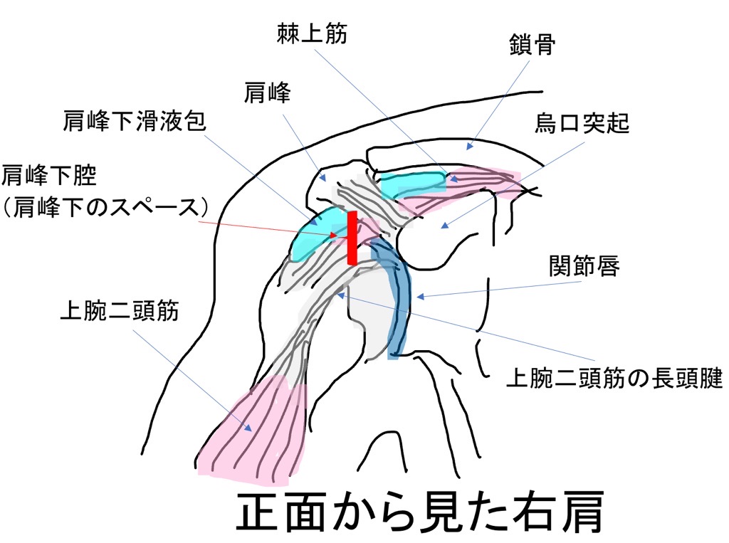 肩関節