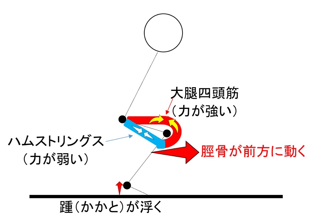 スクワットと膝への剪断力