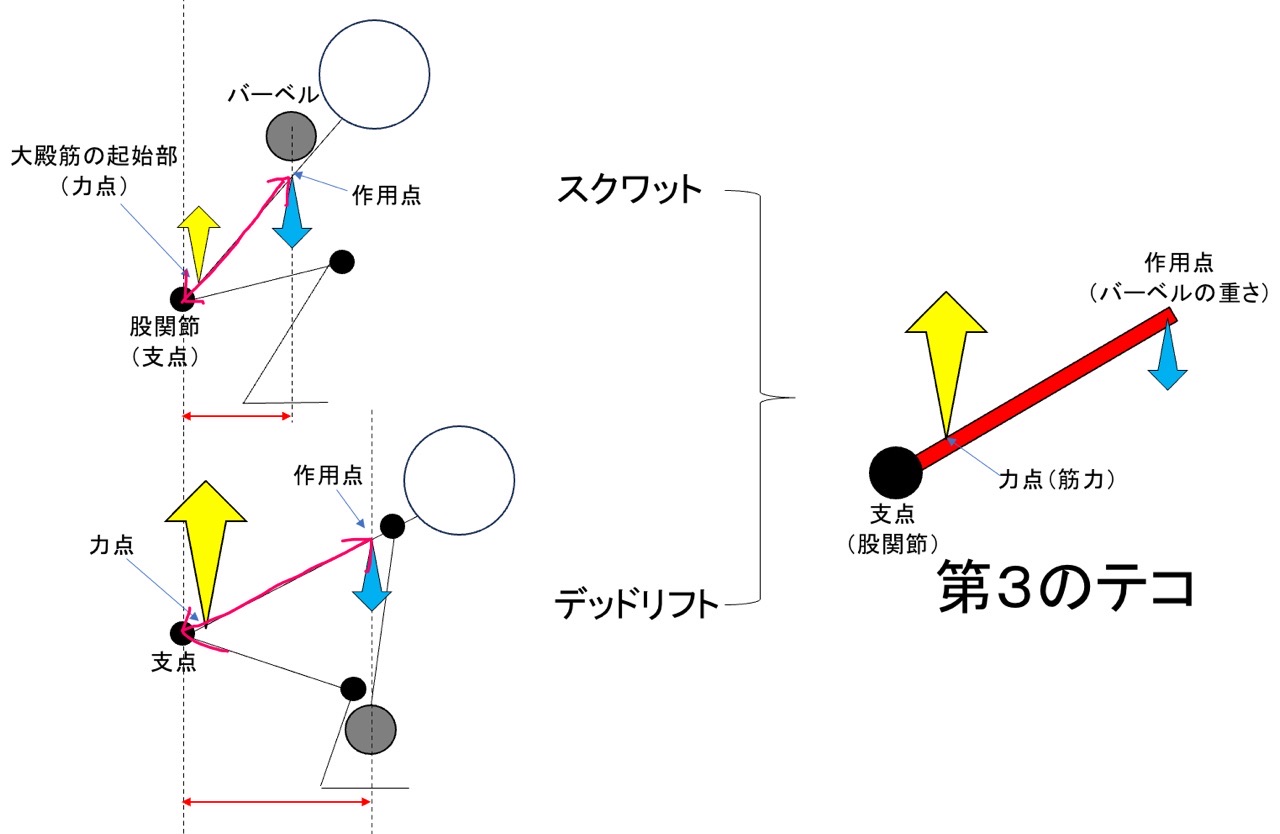 テコの原理とスクワット、デッドリフト